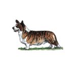 welsh corgi