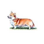 welsh corgi