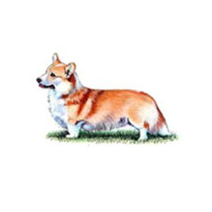 welsh corgi