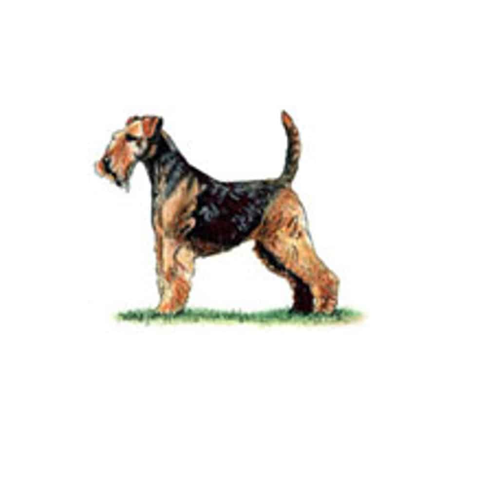 WELSH TERRIER