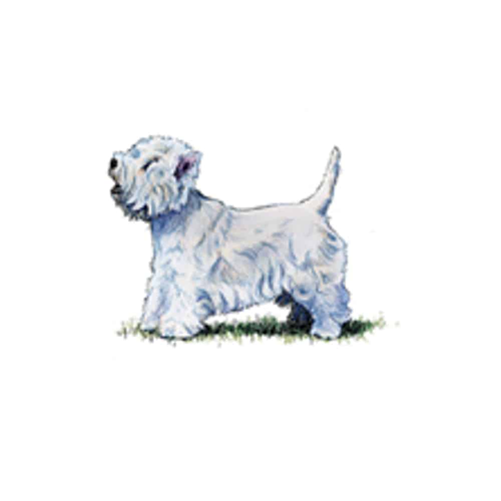 West Highland White Terrier standing on grass with a playful stance and fluffy white fur.