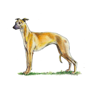 whippet