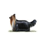 yorkshire-terrier