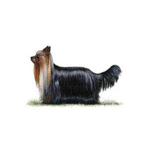 yorkshire-terrier