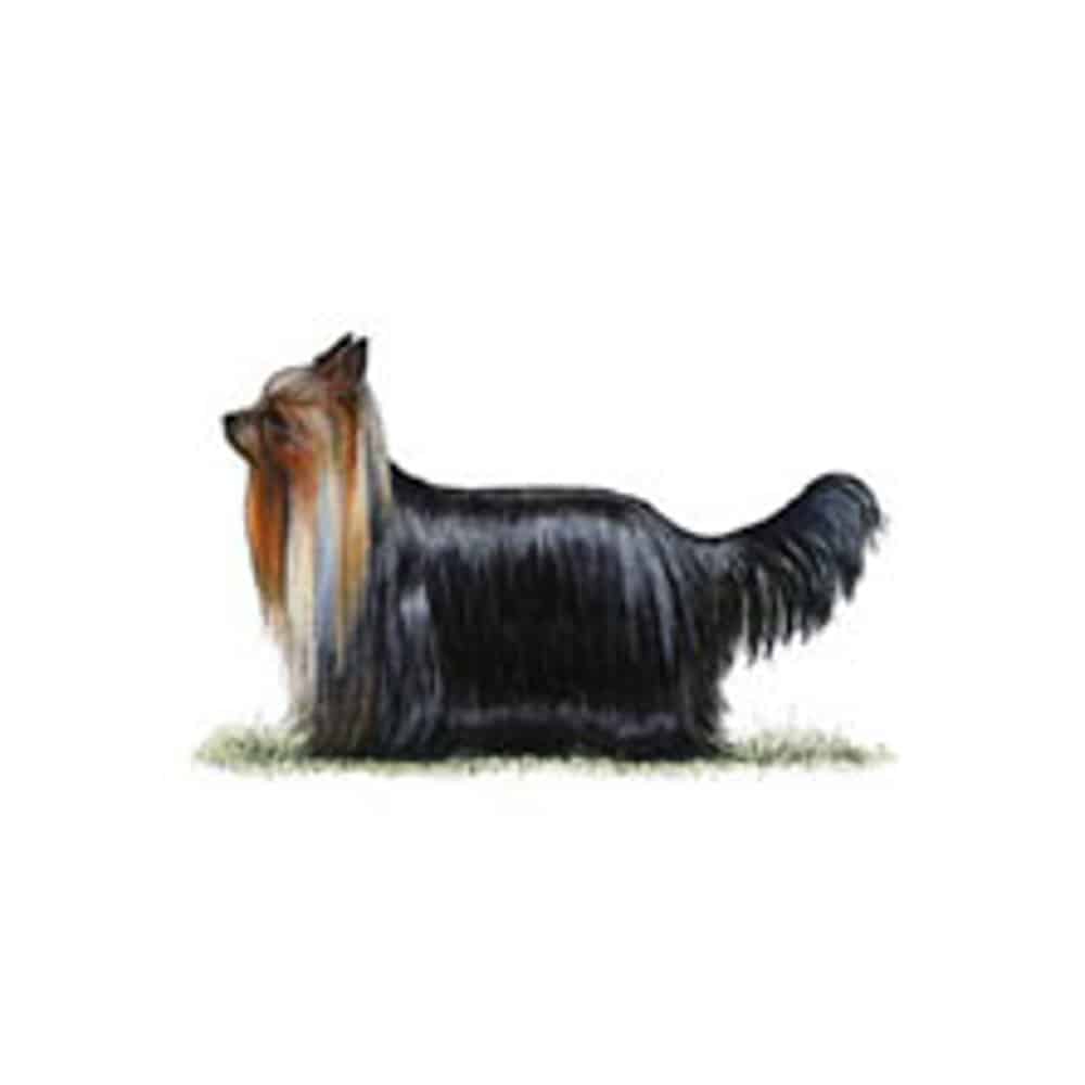 yorkshire-terrier