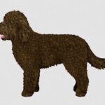Brown Barbet dog with a curly coat standing in profile against a neutral background.
