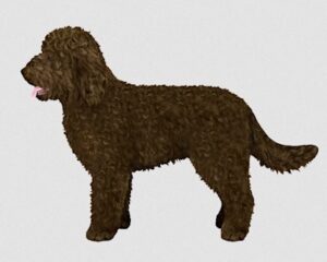 Brown Barbet dog with a curly coat standing in profile against a neutral background.