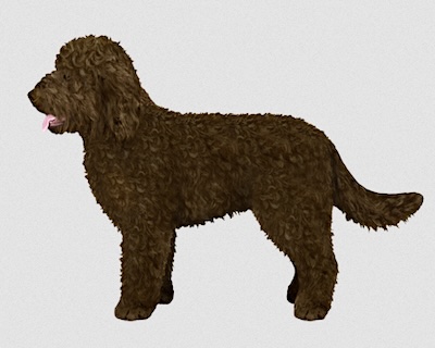 Brown Barbet dog with a curly coat standing in profile against a neutral background.