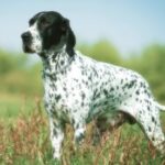 Braque d'Auvergne dog standing in a grassy field with a black and white spotted coat.