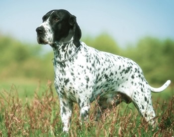 Braque d'Auvergne dog standing in a grassy field with a black and white spotted coat.