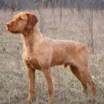 Hungarian Wirehaired Vizsla standing in a grassy field with a focused expression.