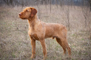 Hungarian Wirehaired Vizsla standing in a grassy field with a focused expression.