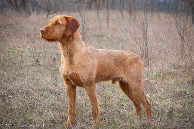 Hungarian Wirehaired Vizsla standing in a grassy field with a focused expression.