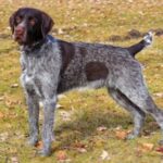 Korthals Griffon standing on grass with a distinctive coat pattern of brown and gray fur.