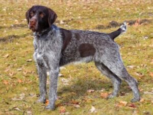 Korthals Griffon standing on grass with a distinctive coat pattern of brown and gray fur.