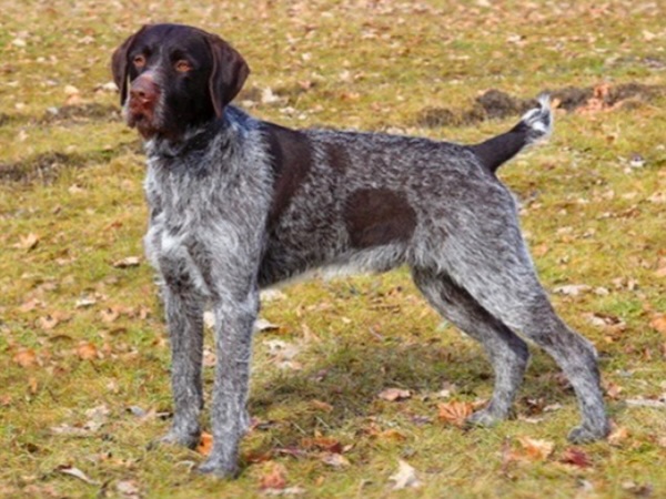 Korthals Griffon standing on grass with a distinctive coat pattern of brown and gray fur.