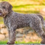 Lagotto Romagnolo dog standing on a stone surface with a curly brown coat and a playful expression.