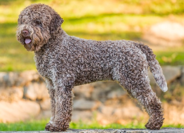 Lagotto Romagnolo dog standing on a stone surface with a curly brown coat and a playful expression.