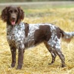 Small Munsterlander dog standing on straw with a brown and white spotted coat and a wagging tail.