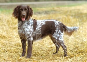 Small Munsterlander dog standing on straw with a brown and white spotted coat and a wagging tail.