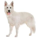 White Swiss Shepherd dog standing with a relaxed posture and tongue out against a plain background.