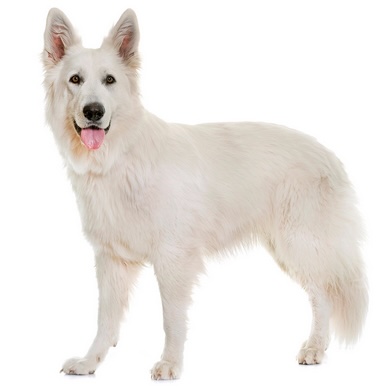 White Swiss Shepherd dog standing with a relaxed posture and tongue out against a plain background.