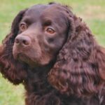 American Water Spaniel with curly brown fur and expressive eyes in a natural setting.
