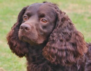American Water Spaniel with curly brown fur and expressive eyes in a natural setting.